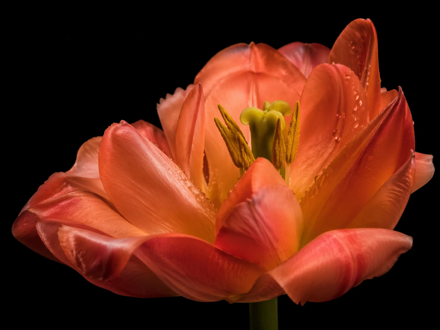 Gallery sample 4