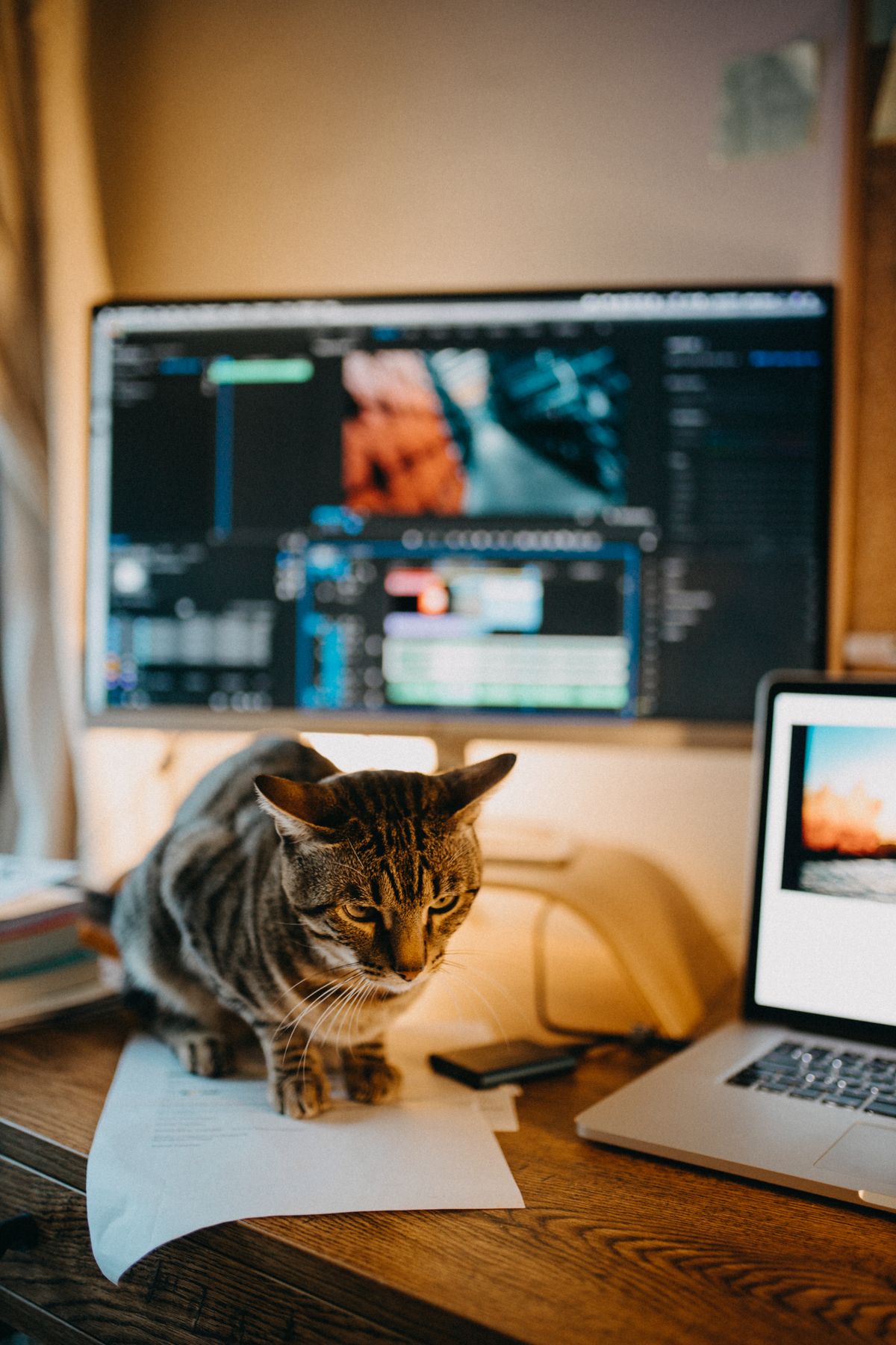 Tabby cat beside an open laptop in a home office