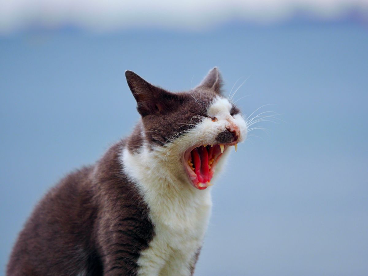Yawning cat used as a reaction reference