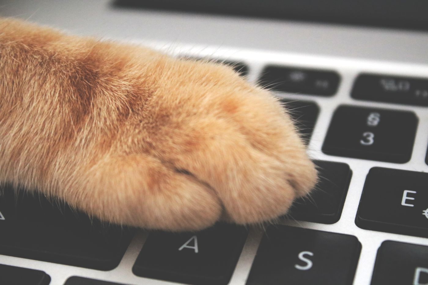 Orange cat paw pressing a laptop keyboard